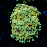 Gold Branching Hammer Coral with fleshy heads in reef aquarium