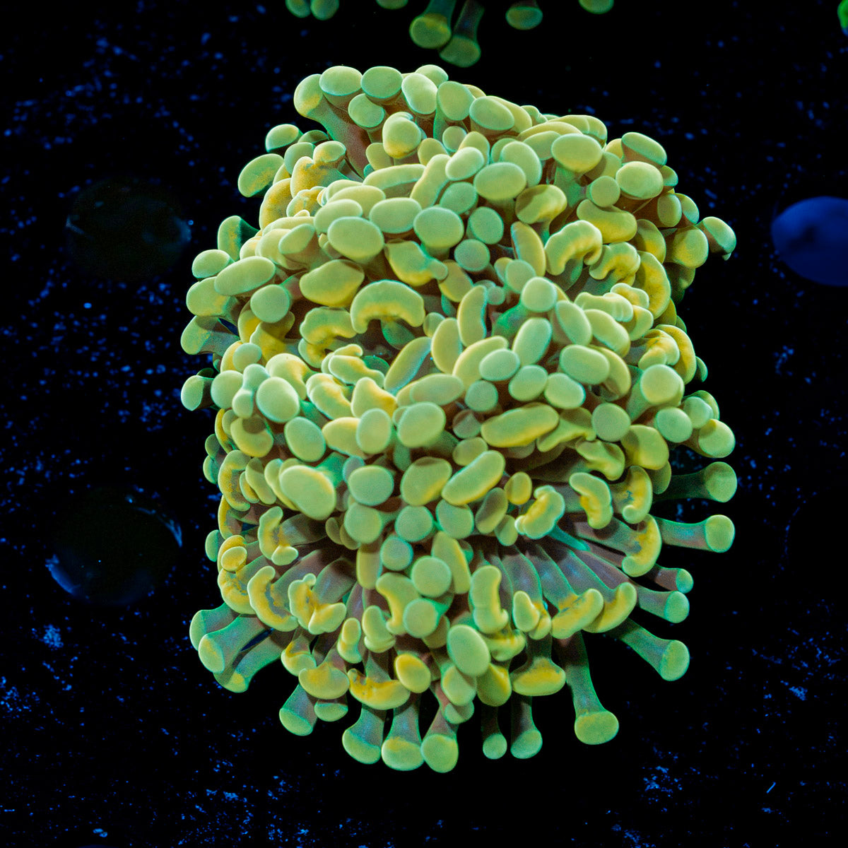 Gold Branching Hammer Coral with fleshy heads in reef aquarium