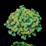 Gold Branching Hammer Coral with fleshy heads in reef aquarium