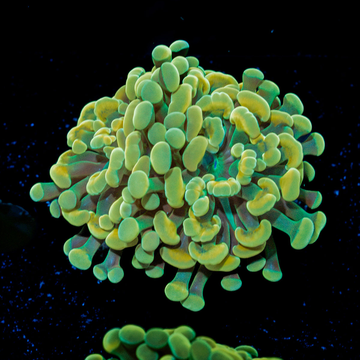 Gold Branching Hammer Coral with fleshy heads in reef aquarium
