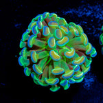 Hologram Branching Hammer Coral with branching fleshy heads in reef aquarium