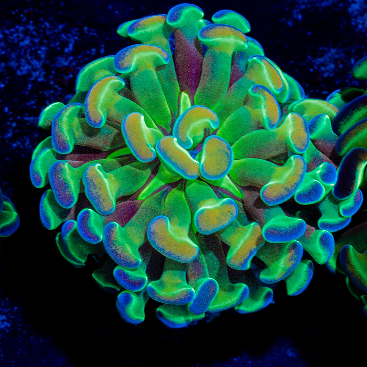 Hologram Branching Hammer Coral with branching fleshy heads in reef aquarium