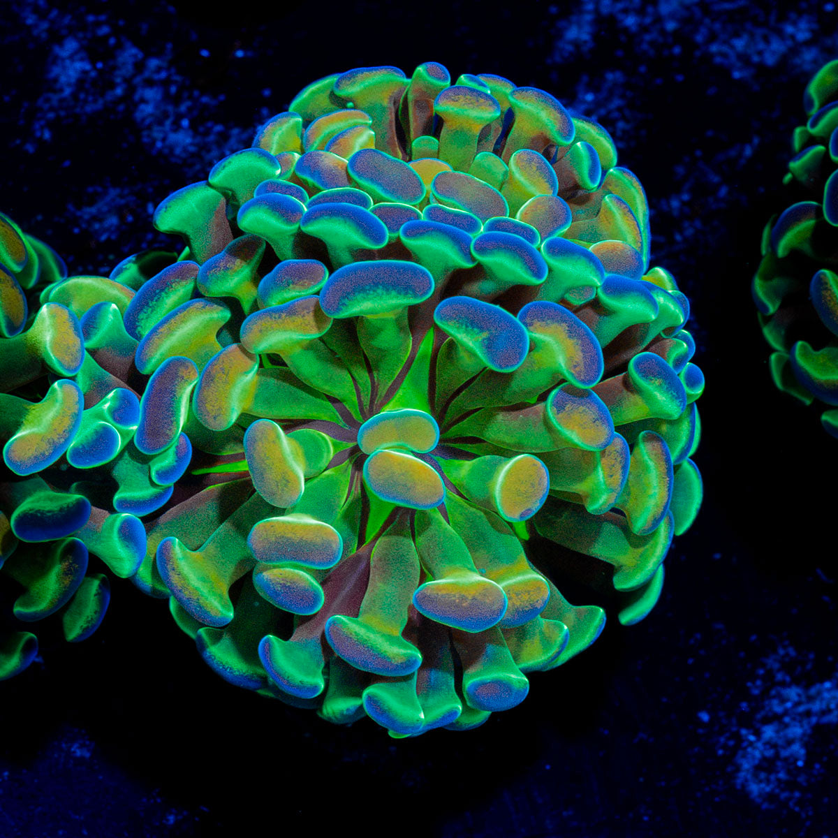 Hologram Branching Hammer Coral with fleshy heads in reef aquarium
