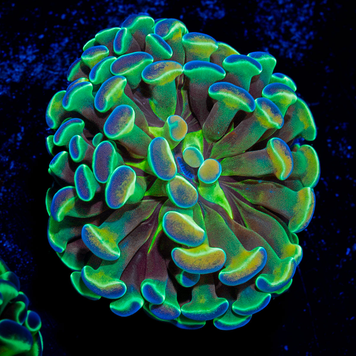 Hologram Branching Hammer Coral with fleshy heads in reef aquarium
