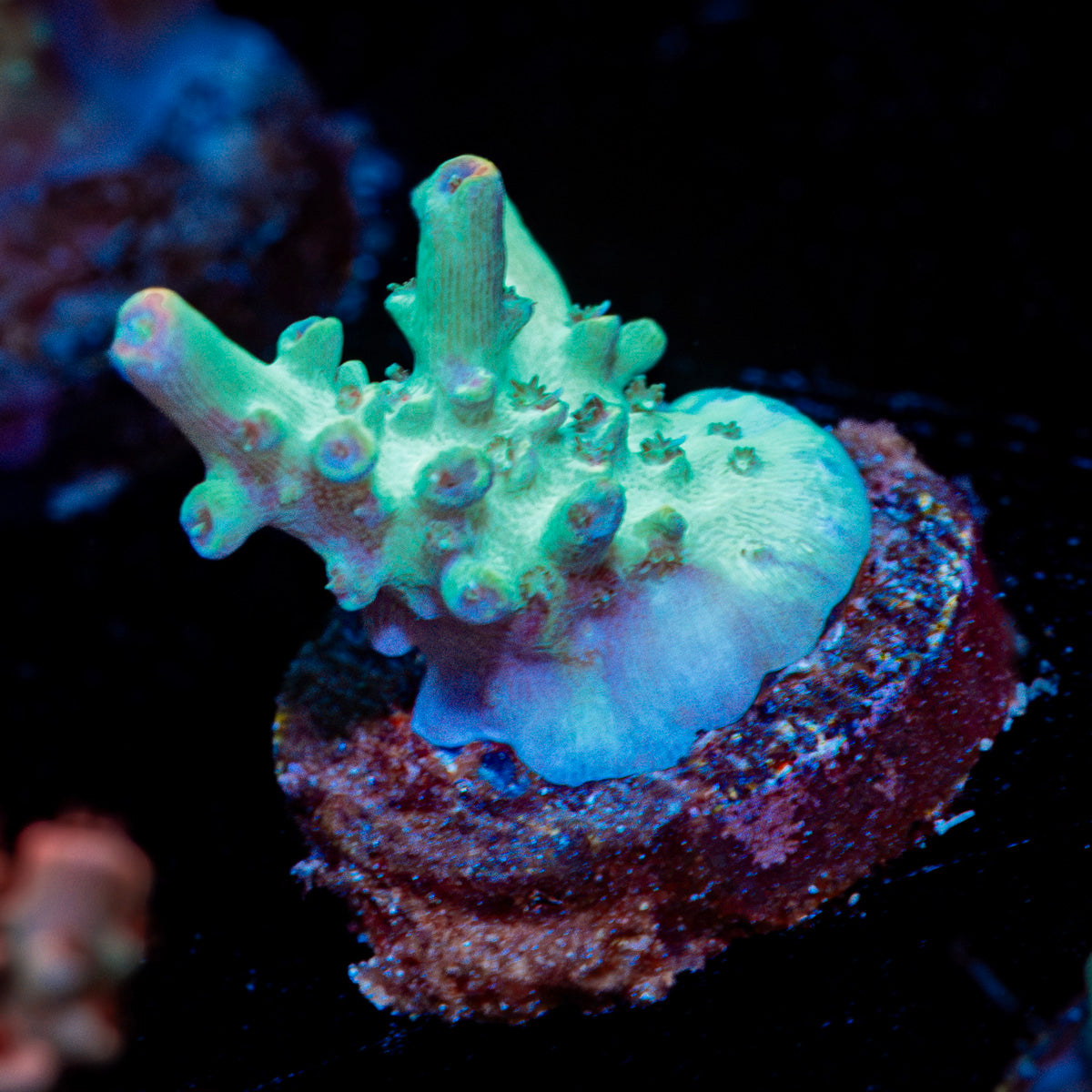 Yoda Acropora Coral with branching growth in reef aquarium