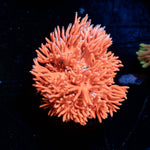 Pink Mamba Goniopora - riptide aquaculture llc