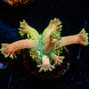 Peter Pan Goniopora - riptide aquaculture llc