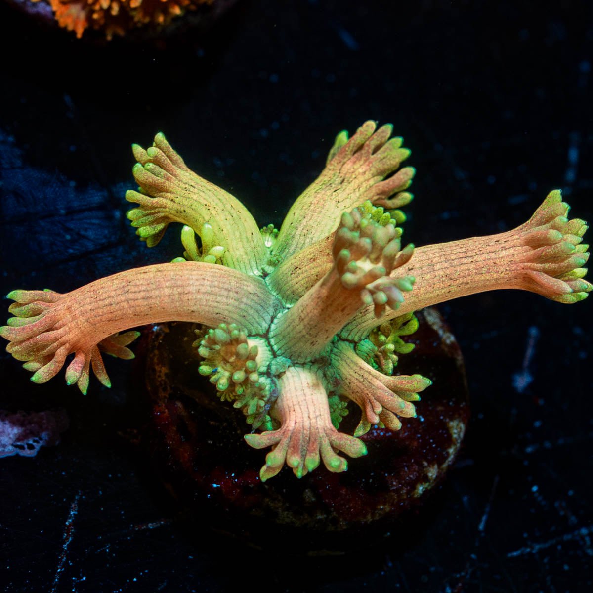 Peter Pan Goniopora - riptide aquaculture llc