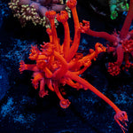Red Bull Goniopora Coral with flower-like polyps in reef aquarium