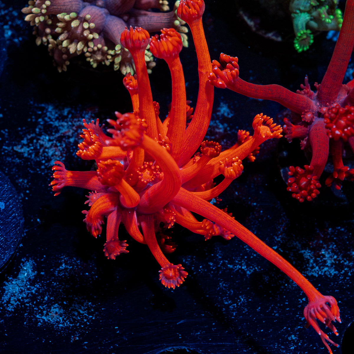 Red Bull Goniopora Coral with flower-like polyps in reef aquarium