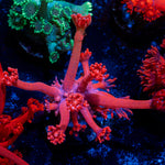 Red Bull Goniopora Coral with flower-like polyps in reef aquarium