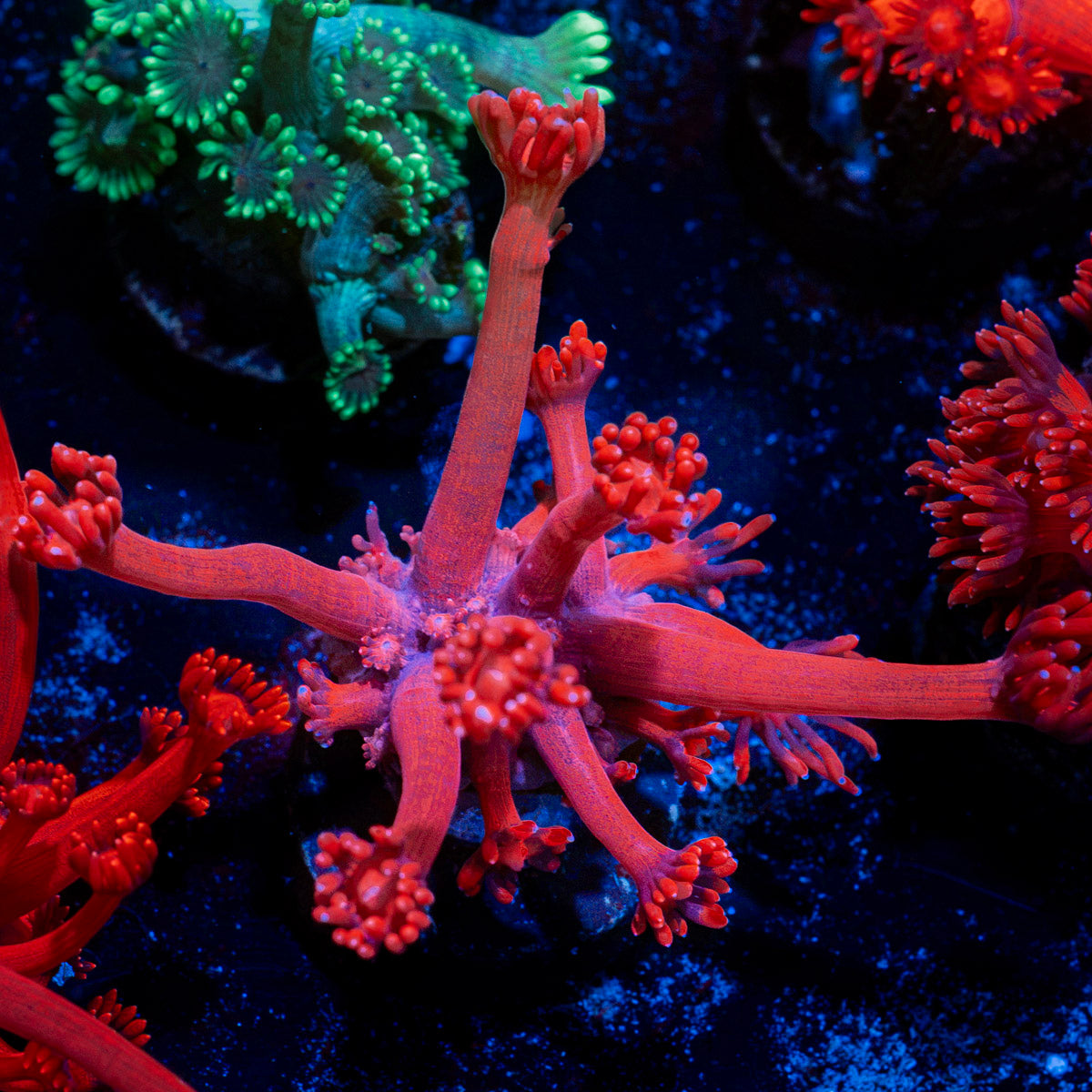 Red Bull Goniopora Coral with flower-like polyps in reef aquarium