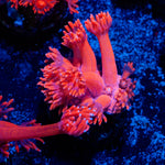 Red Bull Goniopora Coral with flower-like polyps in reef aquarium