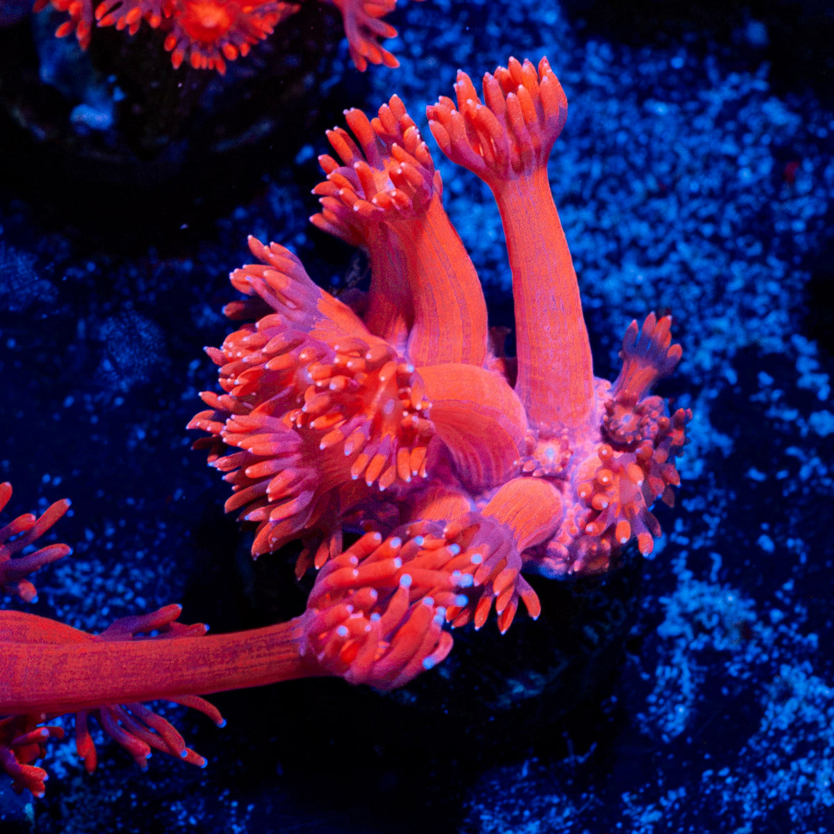 Red Bull Goniopora Coral with flower-like polyps in reef aquarium