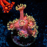 Iron Man Goniopora Coral with flower-like polyps in reef aquarium