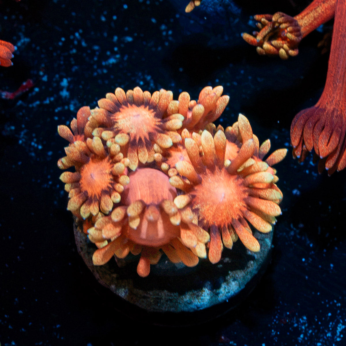 Iron Bandit Goniopora Coral with flower-like polyps in reef aquarium