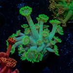 Bubble Toes Goniopora Coral with flower-like polyps in reef aquarium
