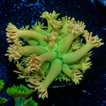 Encore Goniopora Coral with flower-like polyps in reef aquarium