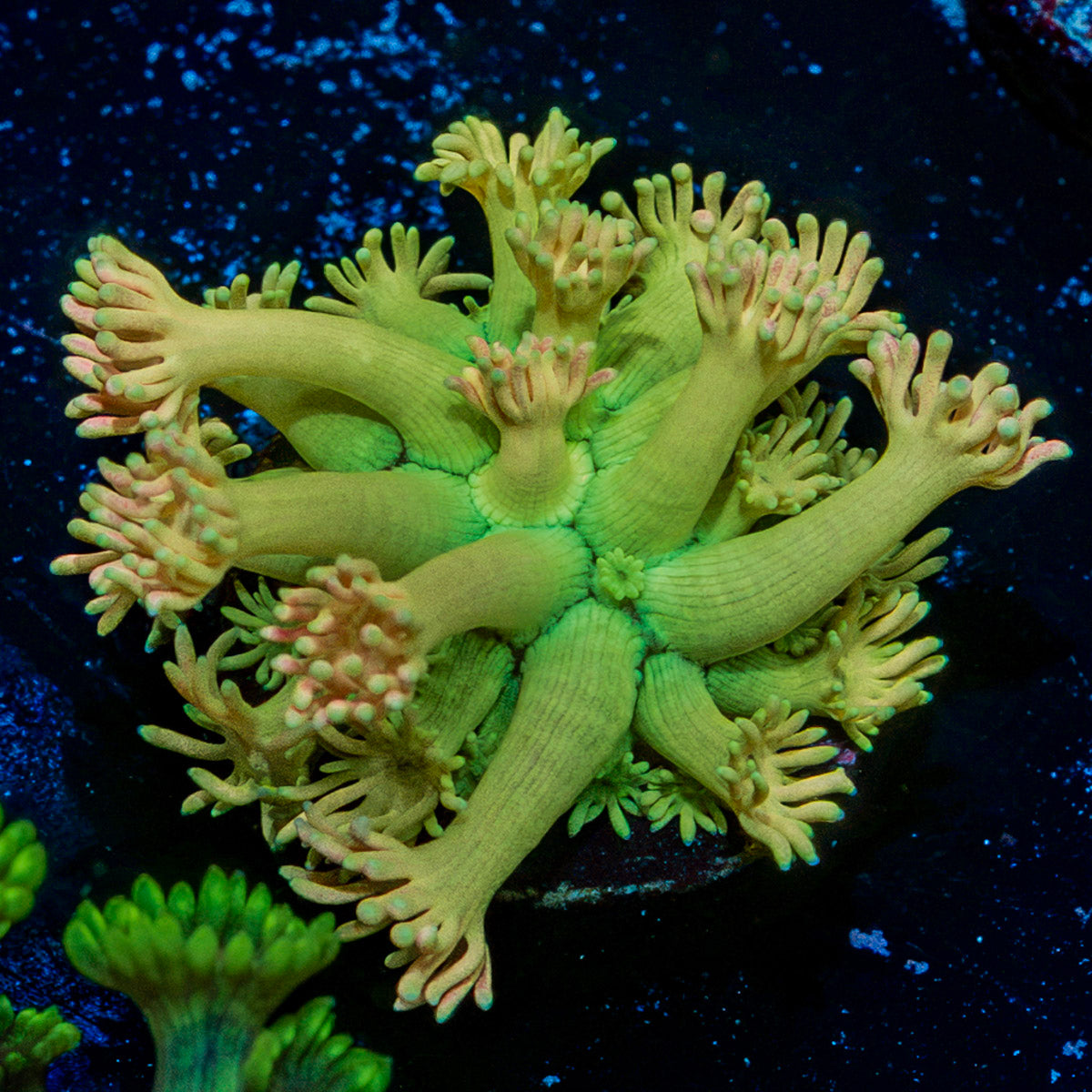 Encore Goniopora Coral with flower-like polyps in reef aquarium