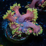 Iron Bandit Goniopora Coral with flower-like polyps in reef aquarium