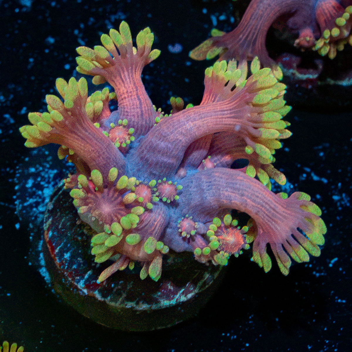 Iron Bandit Goniopora Coral with flower-like polyps in reef aquarium
