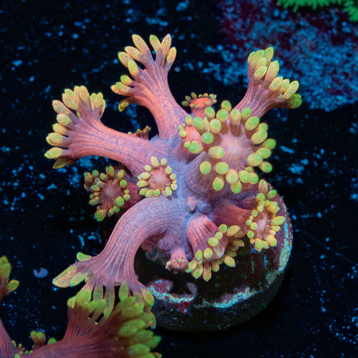 Iron Bandit Goniopora Coral with flower-like polyps in reef aquarium