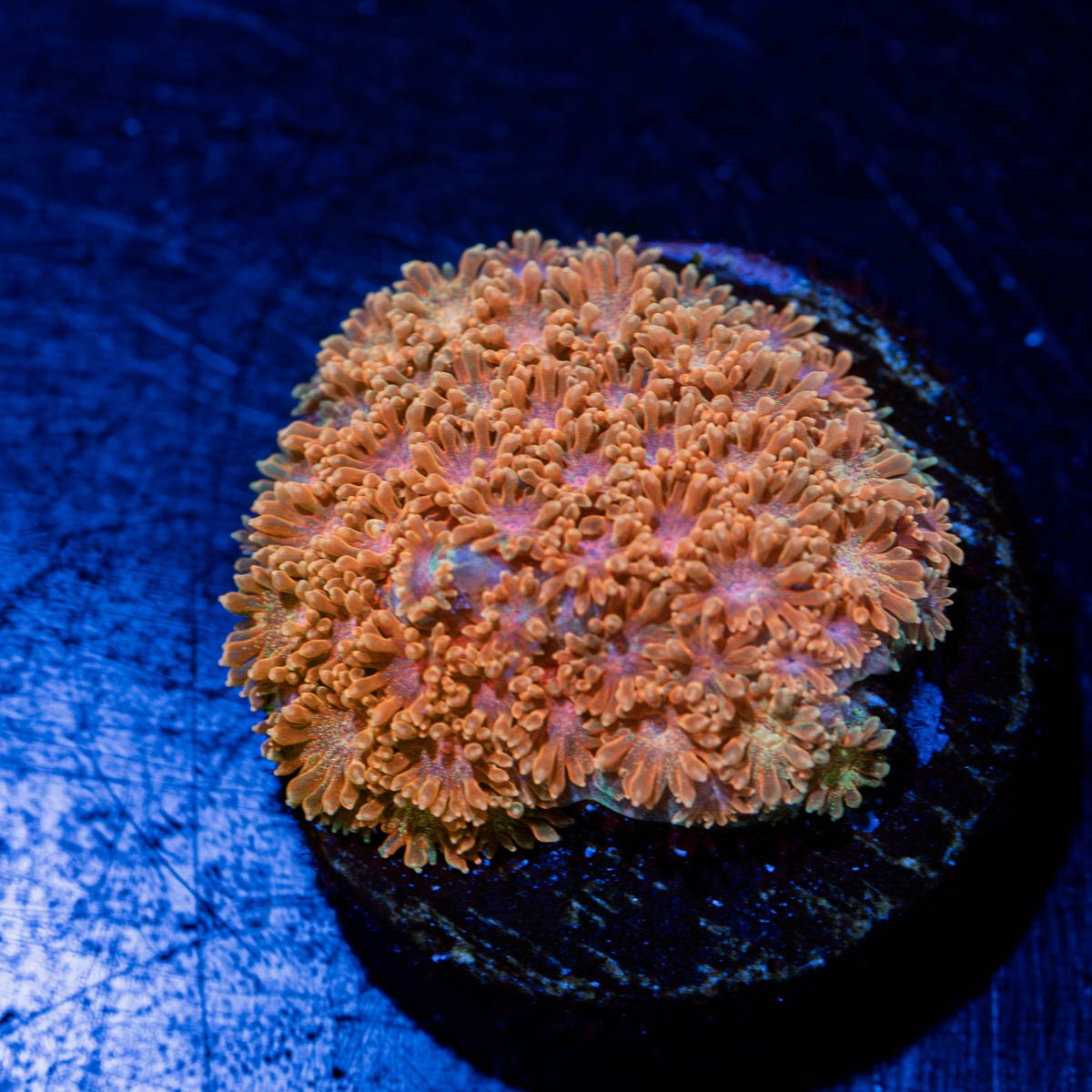 TSA Laffy Taffy Goniopora - riptide aquaculture llc