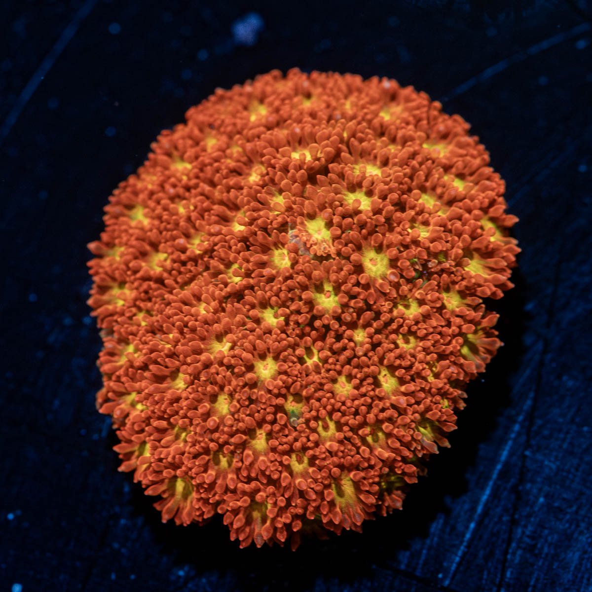 TSA Reese's Pieces Goniopora - riptide aquaculture llc