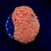 TSA Laffy Taffy Goniopora - riptide aquaculture llc