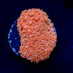 TSA Laffy Taffy Goniopora - riptide aquaculture llc