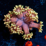 Iron Bandit Goniopora Coral with flower-like polyps in reef aquarium