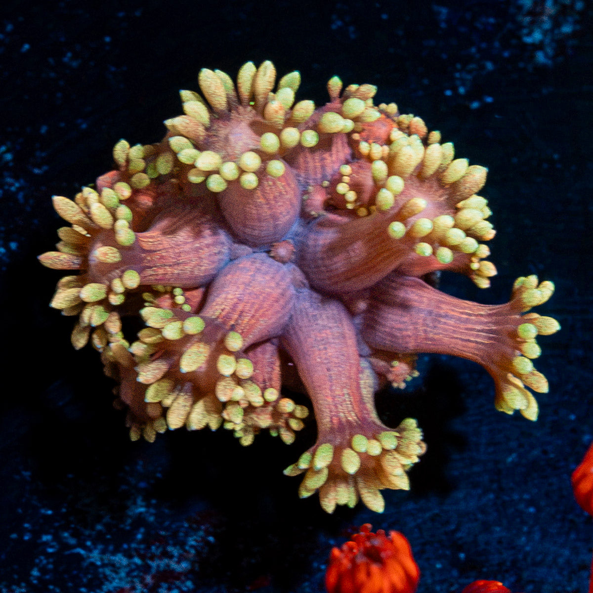 Iron Bandit Goniopora Coral with flower-like polyps in reef aquarium