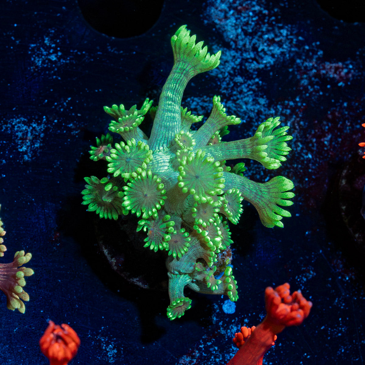 Ultra Green Goniopora Coral with flower-like polyps in reef aquarium