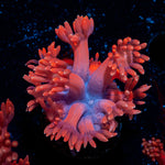 Red Bull Goniopora Coral with flower-like polyps in reef aquarium