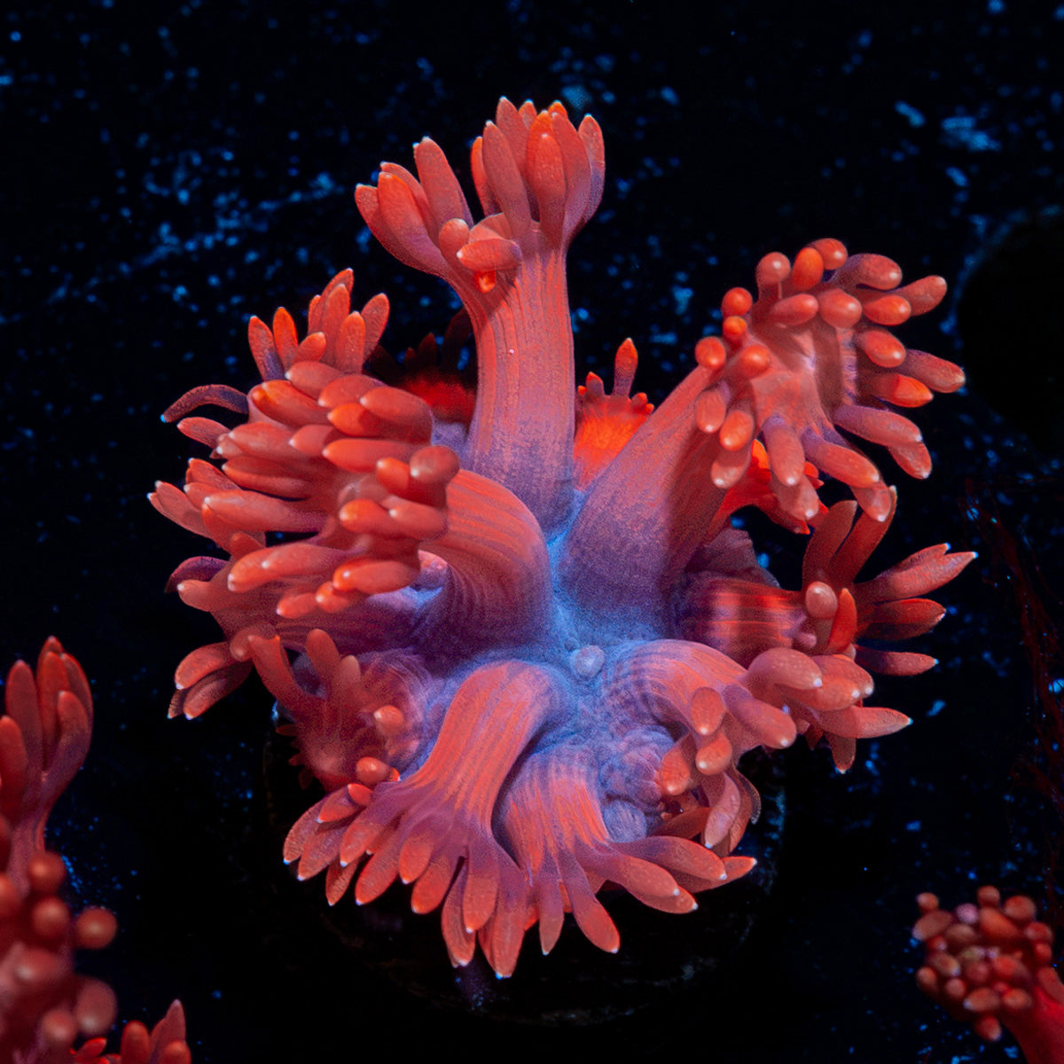 Red Bull Goniopora Coral with flower-like polyps in reef aquarium