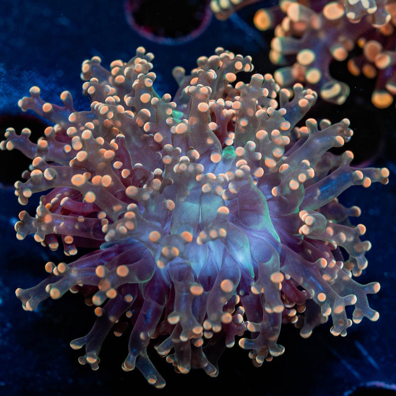 Peach Frogspawn  Euphyllia