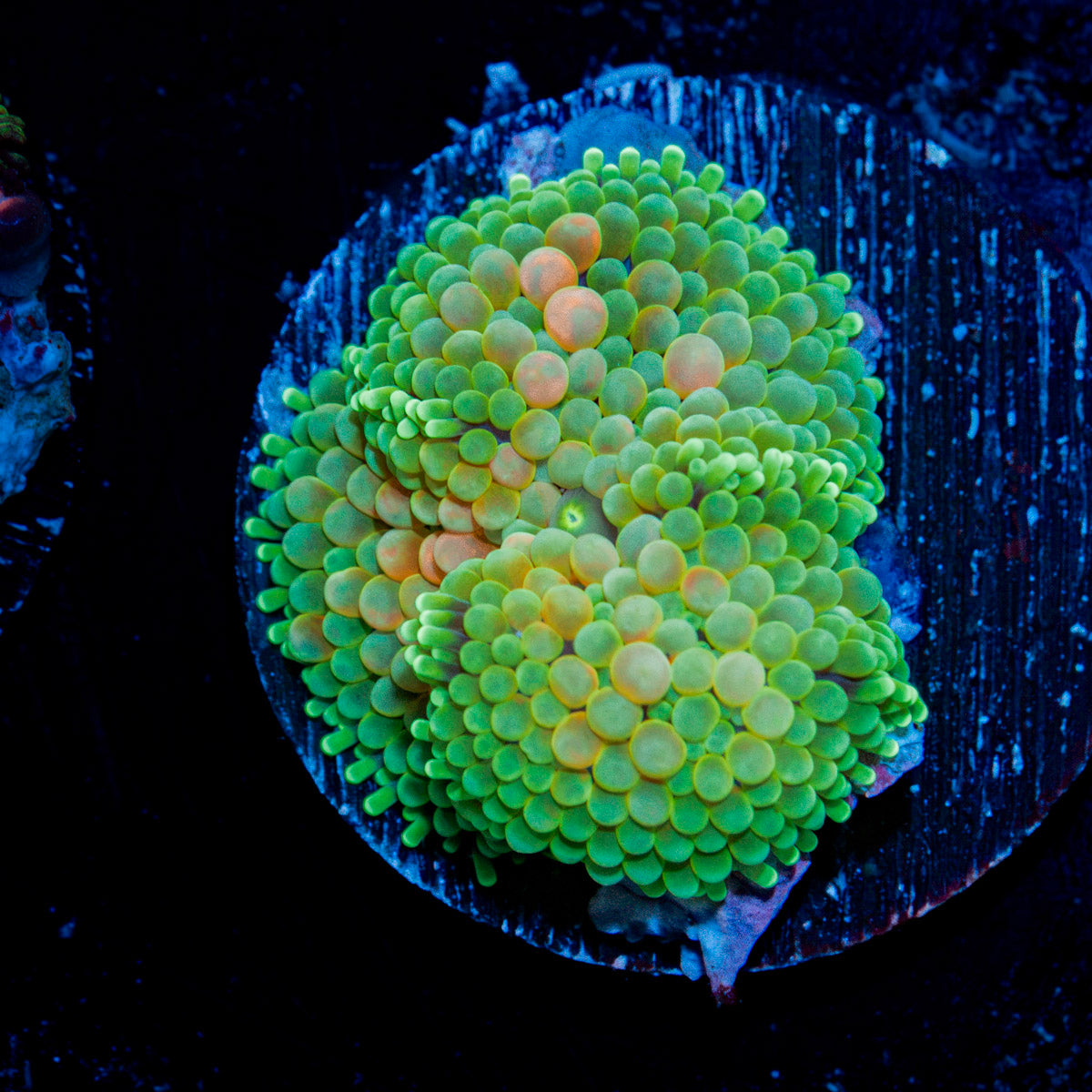 Pinky Ricordea Mushroom Coral with mushroom disc in reef aquarium