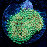 Green Ricordea Mushroom Coral with mushroom disc in reef aquarium