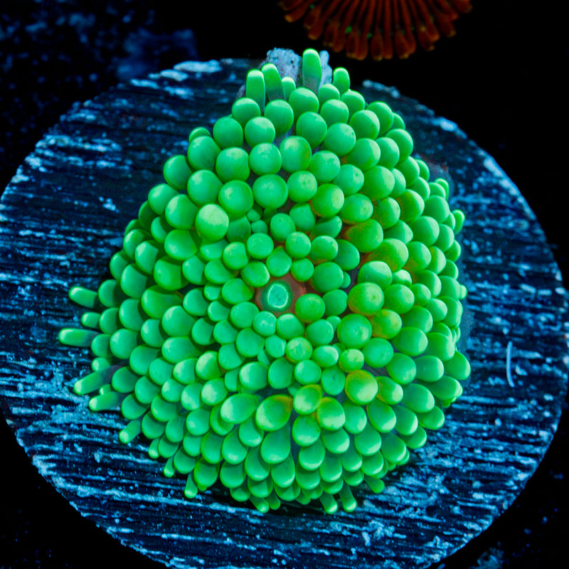 Green Ricordea Mushroom Coral with mushroom disc in reef aquarium