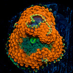 Orange Ricordea Mushroom Coral with mushroom disc in reef aquarium