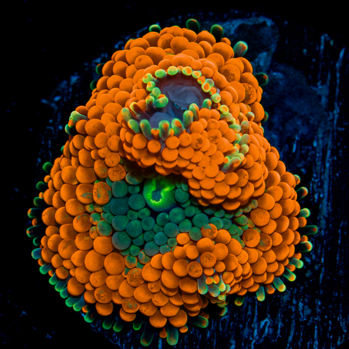 Orange Ricordea Mushroom Coral with mushroom disc in reef aquarium