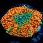 Orange Ricordea Mushroom Coral with mushroom disc in reef aquarium