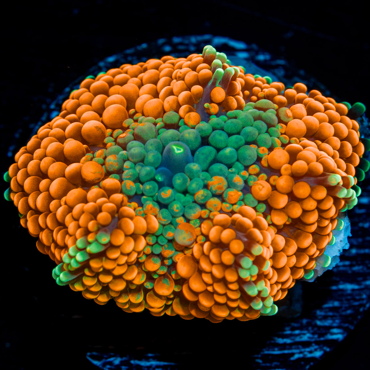 Orange Ricordea Mushroom Coral with mushroom disc in reef aquarium