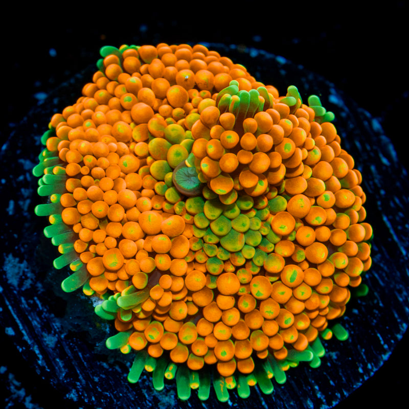 Orange Ricordea Mushroom Coral with mushroom disc in reef aquarium