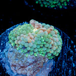 Pinky Ricordea Mushroom Coral with mushroom disc in reef aquarium