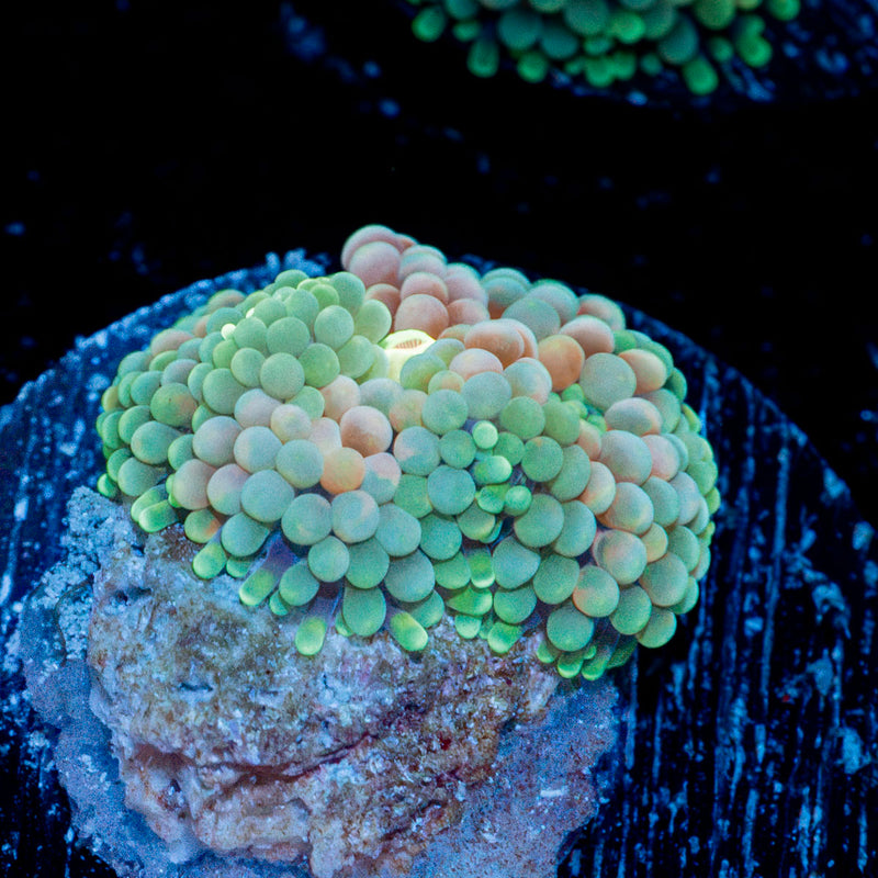 Pinky Ricordea Mushroom Coral with mushroom disc in reef aquarium