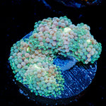 Pinky Ricordea Mushroom Coral with mushroom disc in reef aquarium