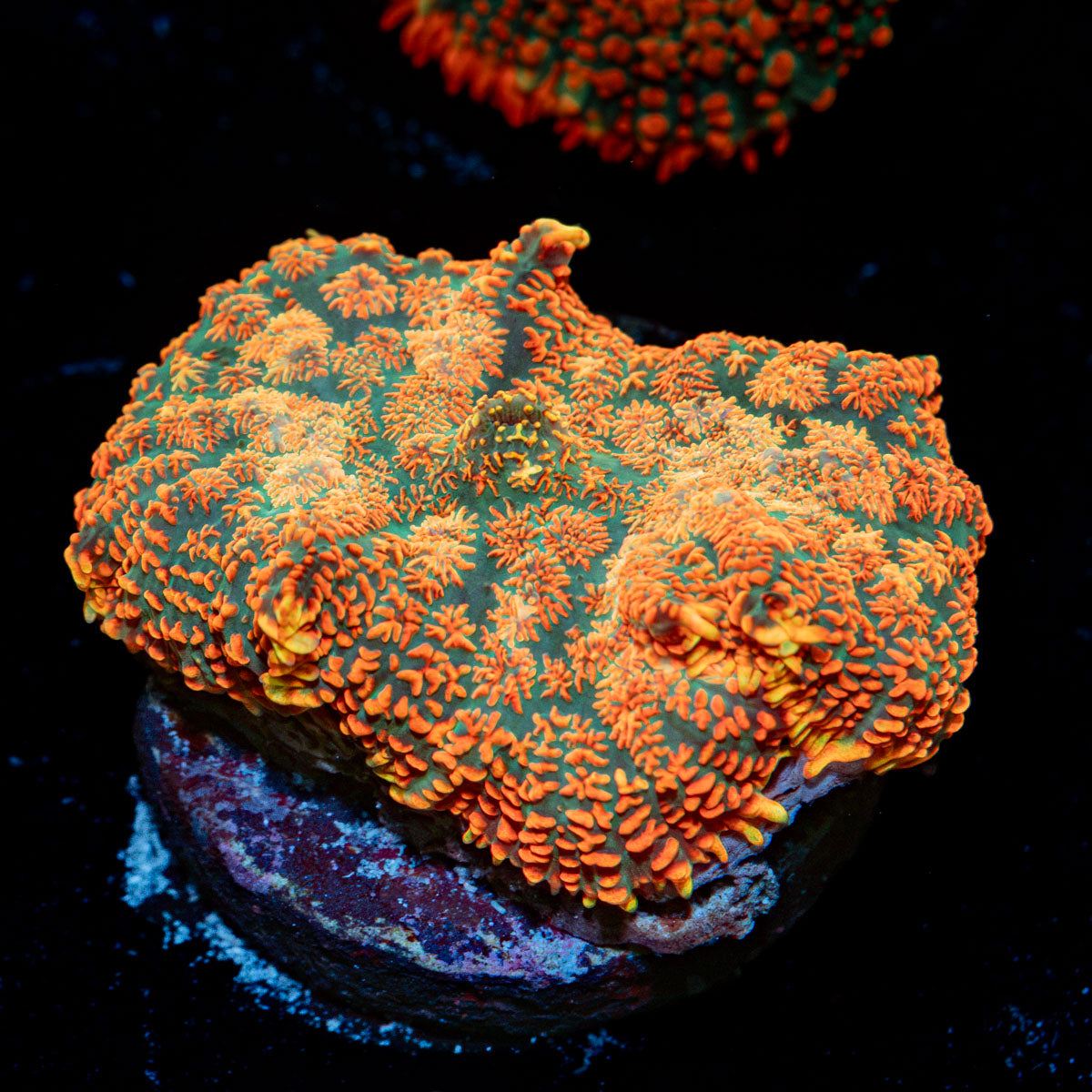 Charizard Rhodactis Mushroom Coral with orange mushroom disc in reef aquarium