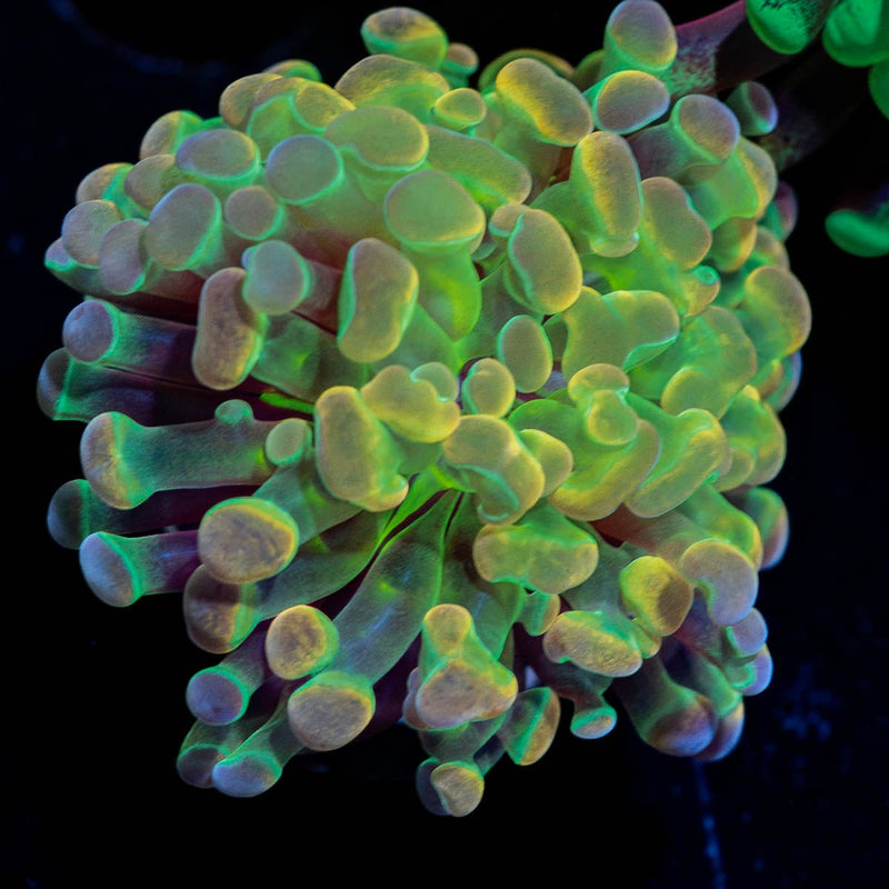 Hologram hammer Euphyllia