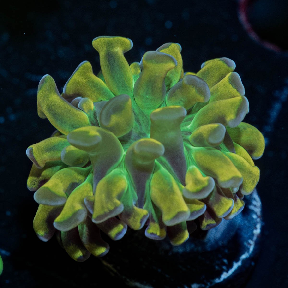 Crown Royal Hammer Euphyllia - riptide aquaculture llc